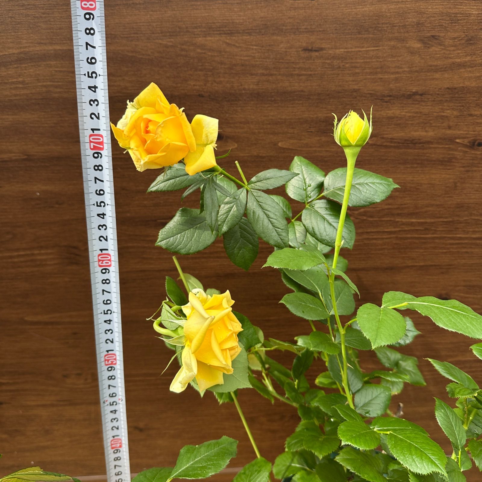 バラ苗開花株 新苗 | THE ROSE SHOP｜バラ専門店 ザローズ