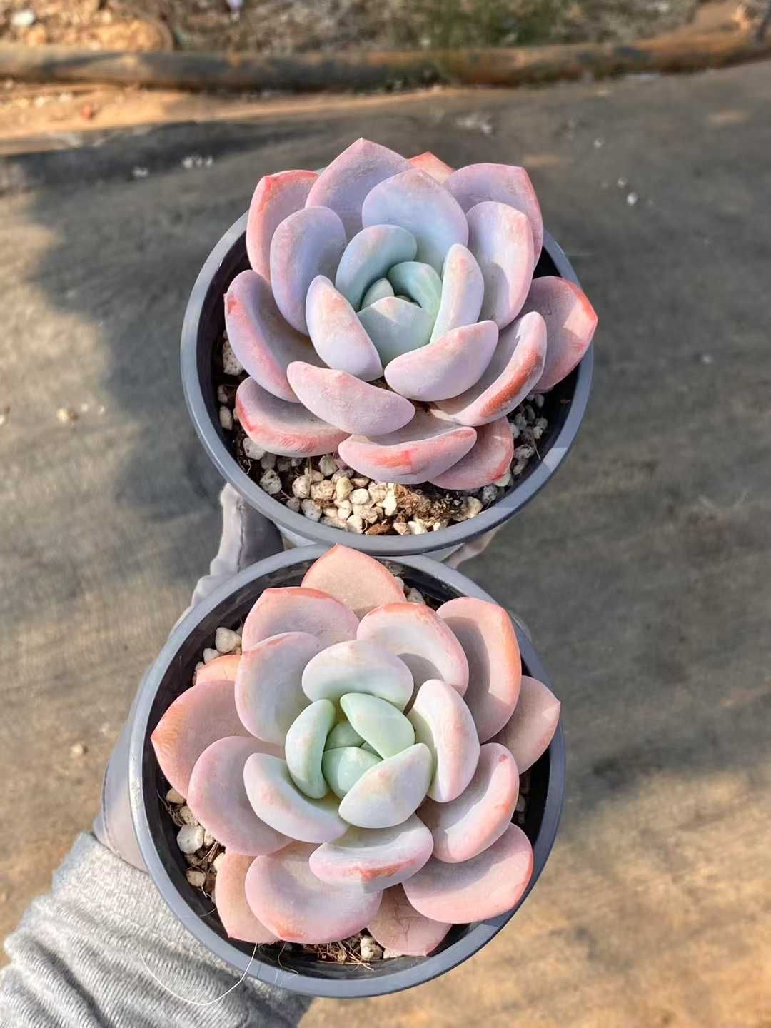 24抜き苗セット】 マーガレット錦 単頭 多肉植物 佐川急便発送