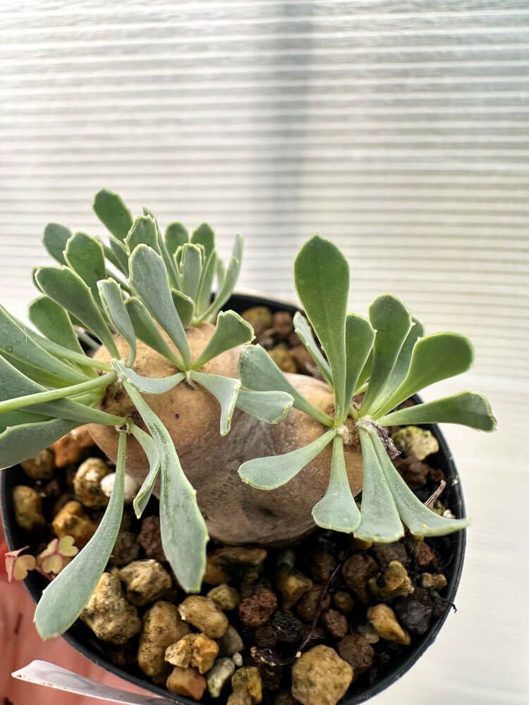 B460【最新到着】Pachypodium グラキリス（SS）（現地球・抜き苗