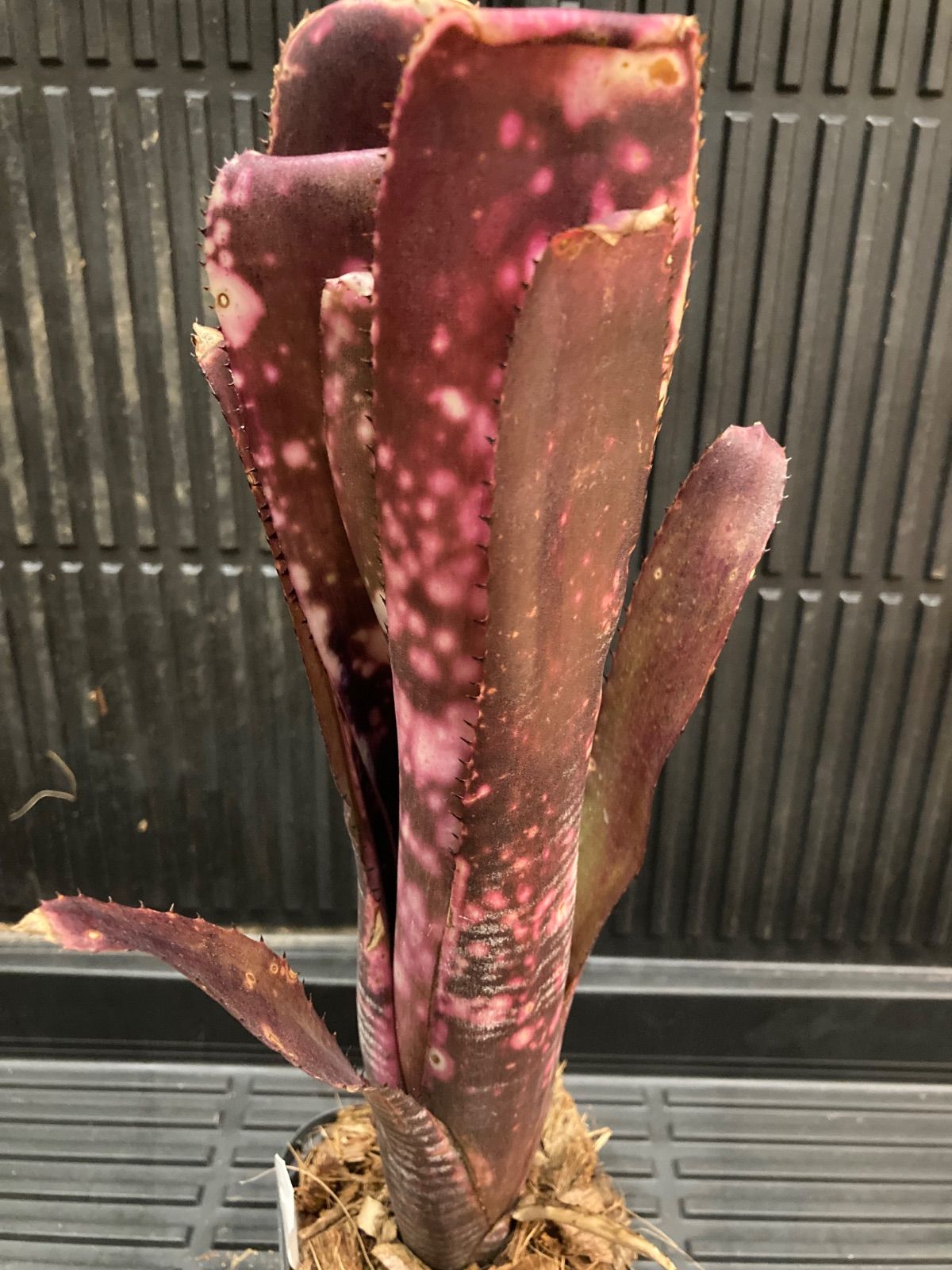 Billbergia Carioca ビルベルギア【artPLANTs】 Billbergia | plane plants