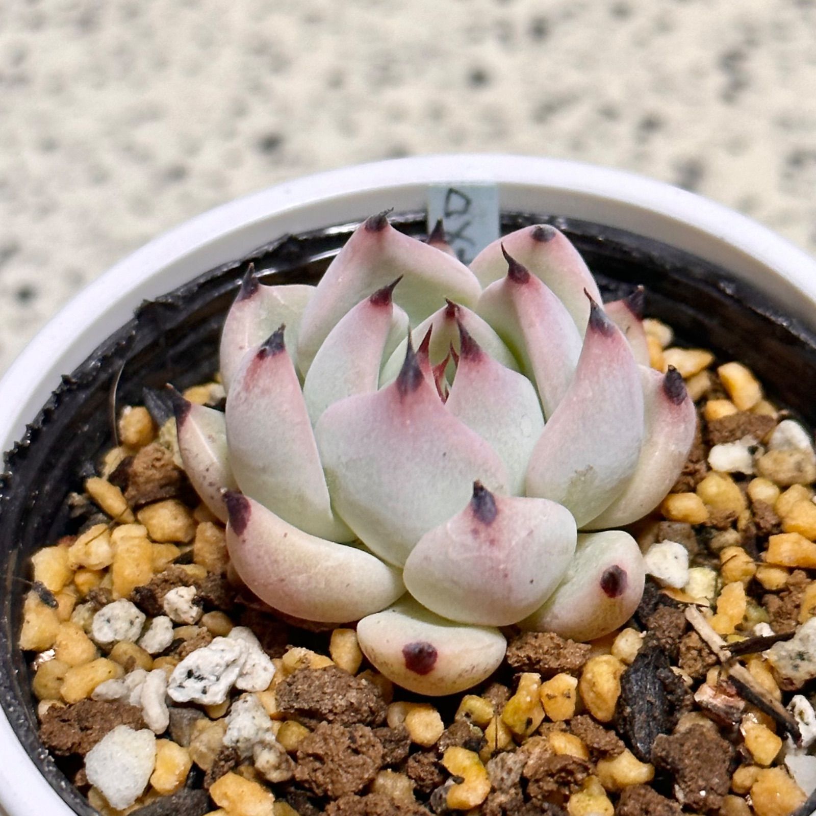 多肉植物 おらいさん苗 青札 ロメオ ×ざわわ セダム シンフォロサナム 