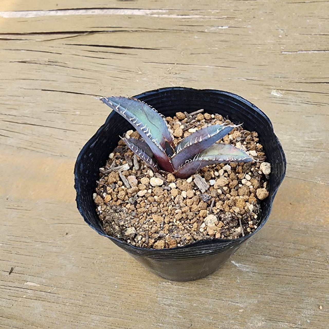 6種盛セット】【鉢ごと発送】 アガベ6種セット 2025.6.13-6種セット