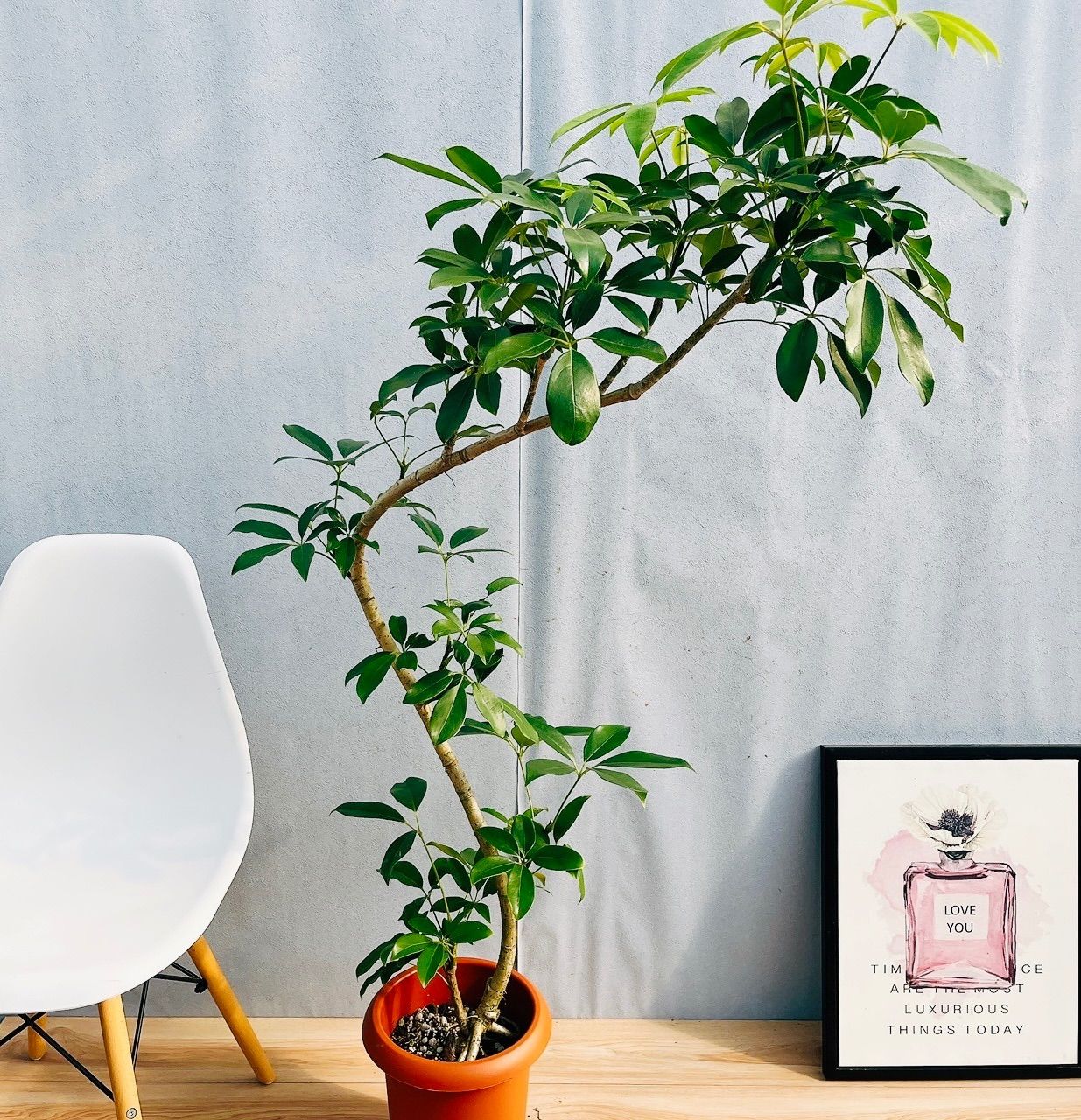 ラベニア ヤシ ファイバー鉢 お皿付き ラベニア ヤシ ファイバー鉢 お