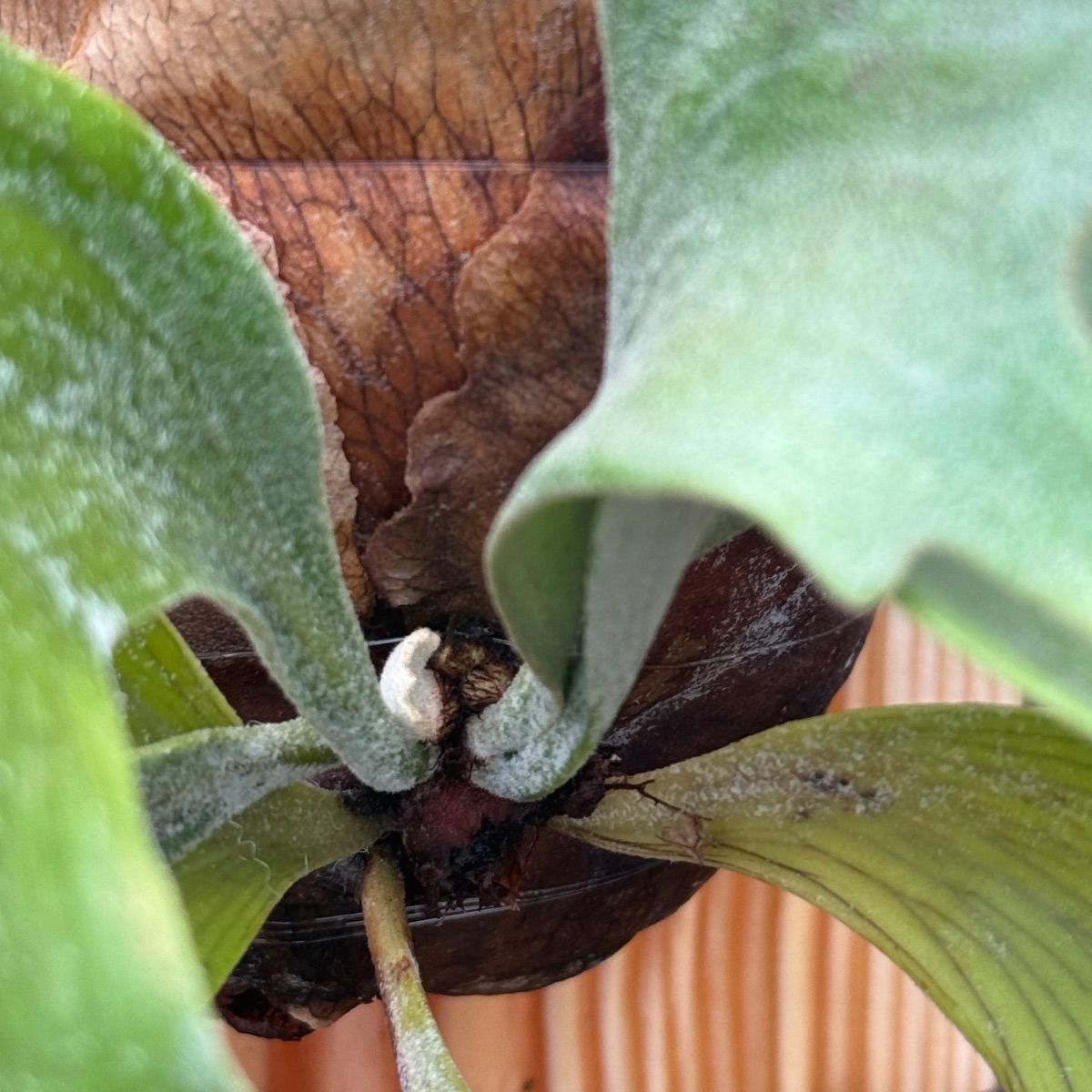 p.BTSS bifurcatum borthong short special