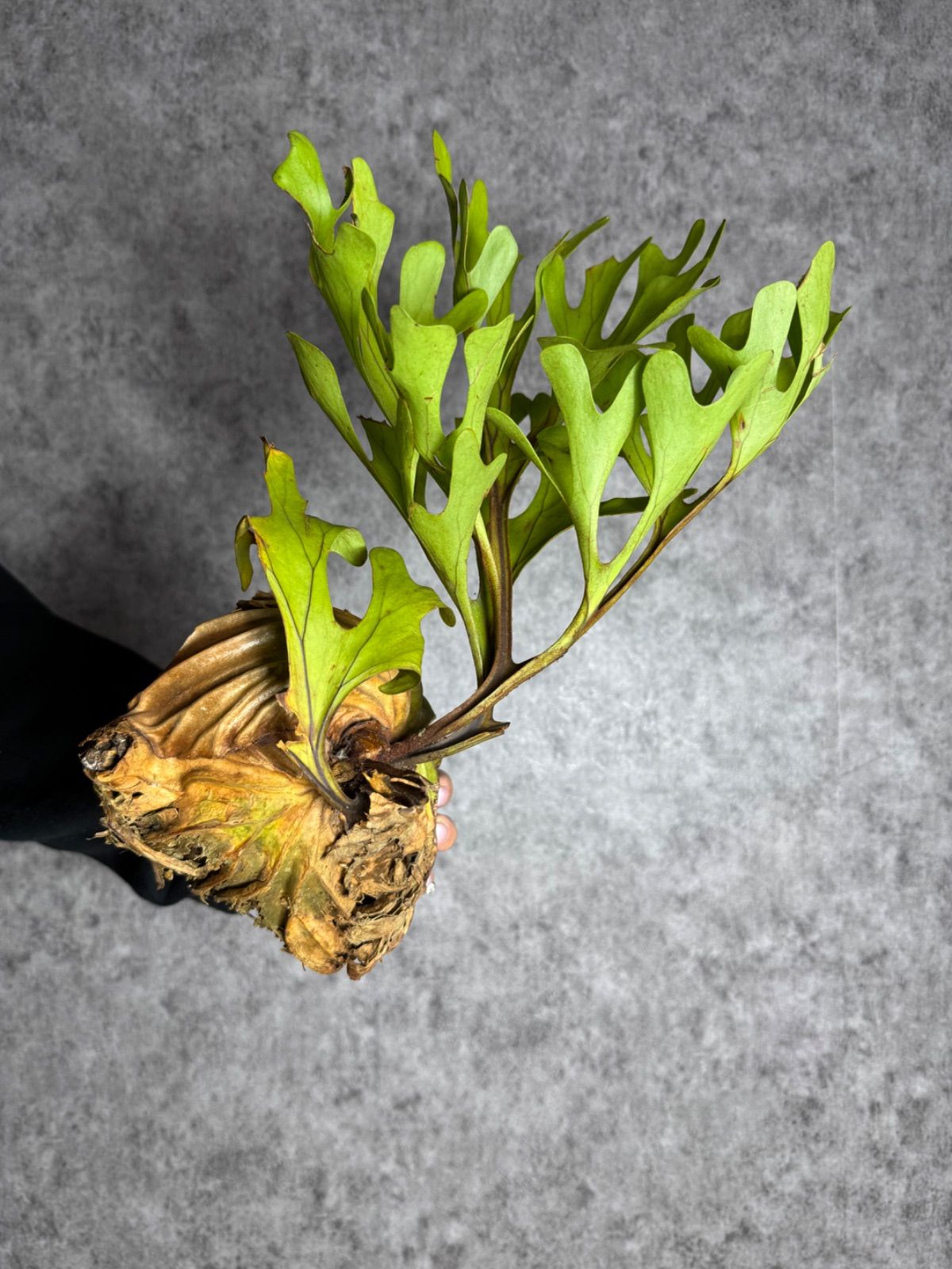 P.ridleyi wild_リドレイ ワイルド◇ ビカクシダ P. ridleyi Wild