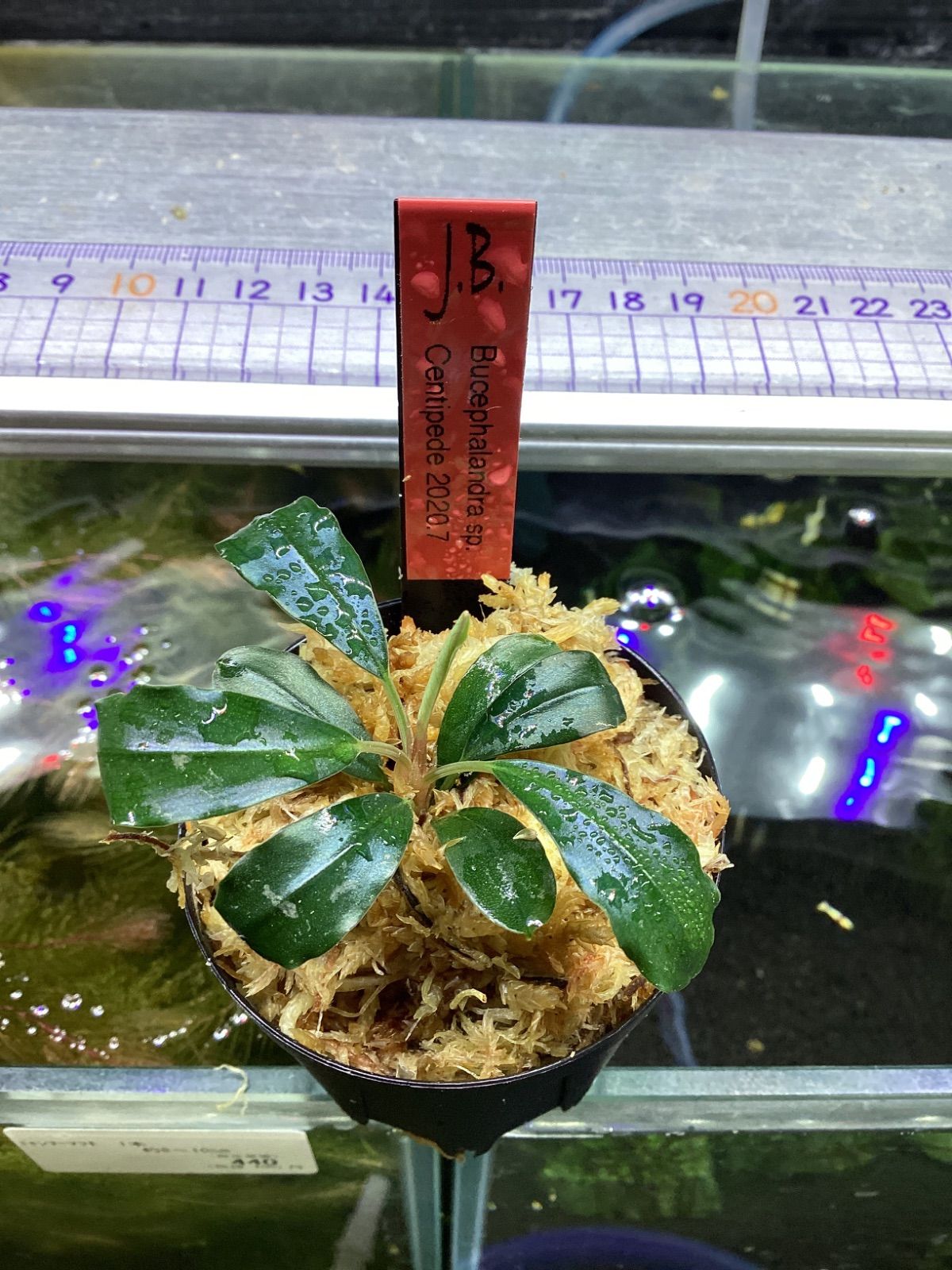 ブセファランドラsp.Centipede