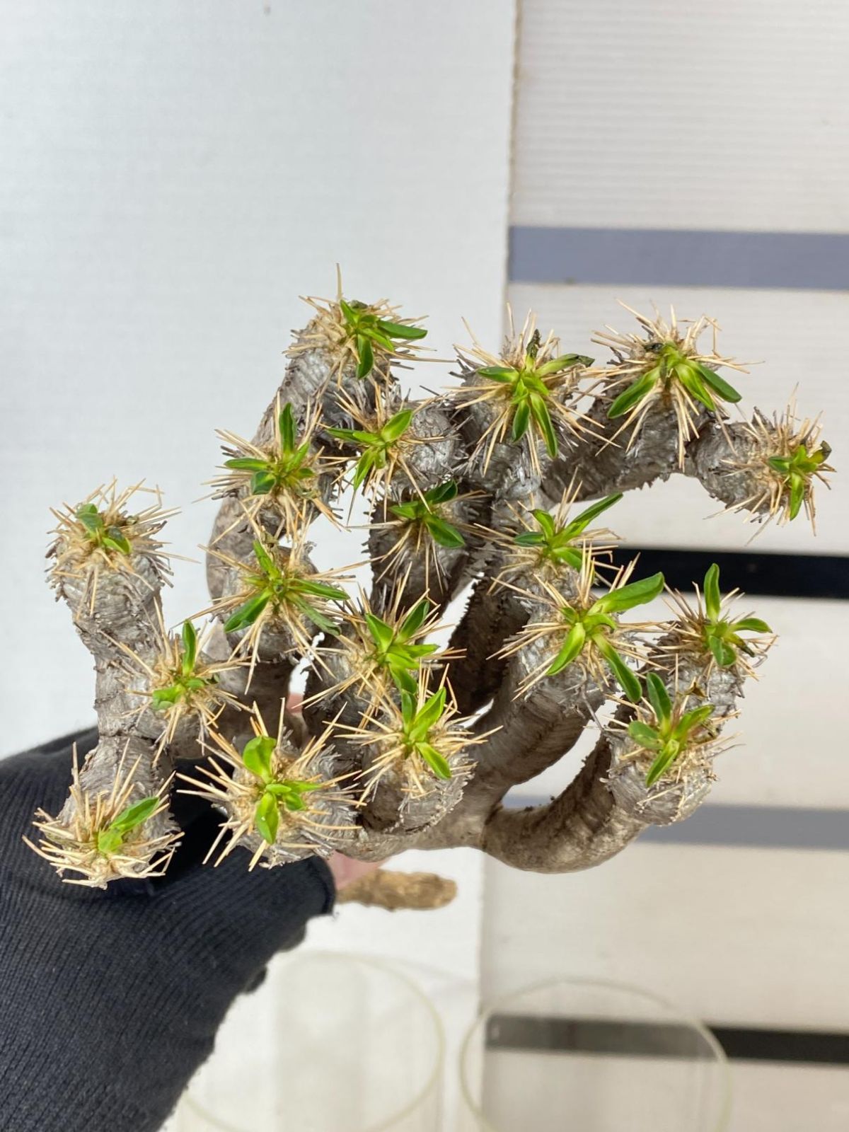 8066 「多肉植物」ユーフォルビア ギラウミニアナ 抜き苗【12/19最新到着・Euphorbia  guillauminiana・マダガスカル・塊根植物】 - メルカリ