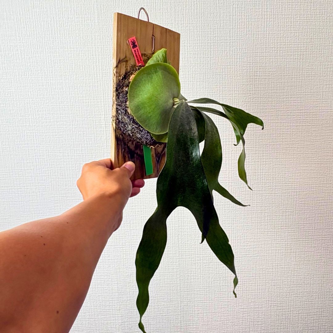 P. Maserati マセラティ◇ビカクシダ（コウモリラン） - メルカリ