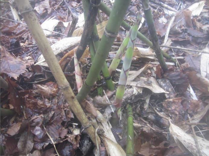 北海道産 ニセコ産根曲がり竹 ネマガリタケ タケノコ 姫竹