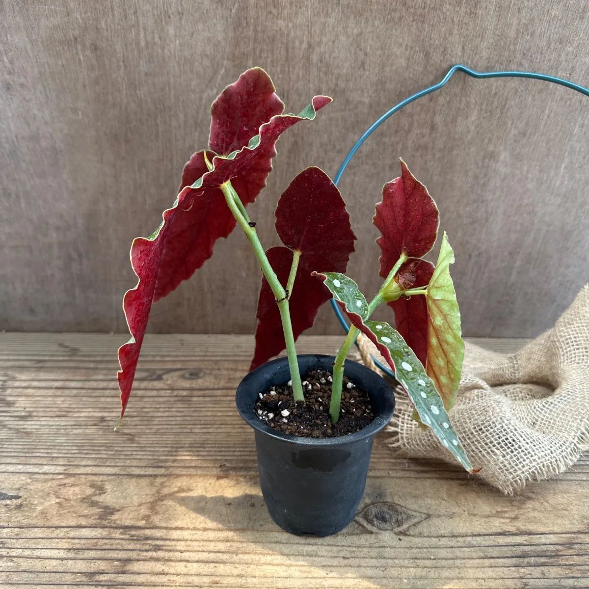 ベゴニア マクラータ ハンギング 現品 Begonia maculata