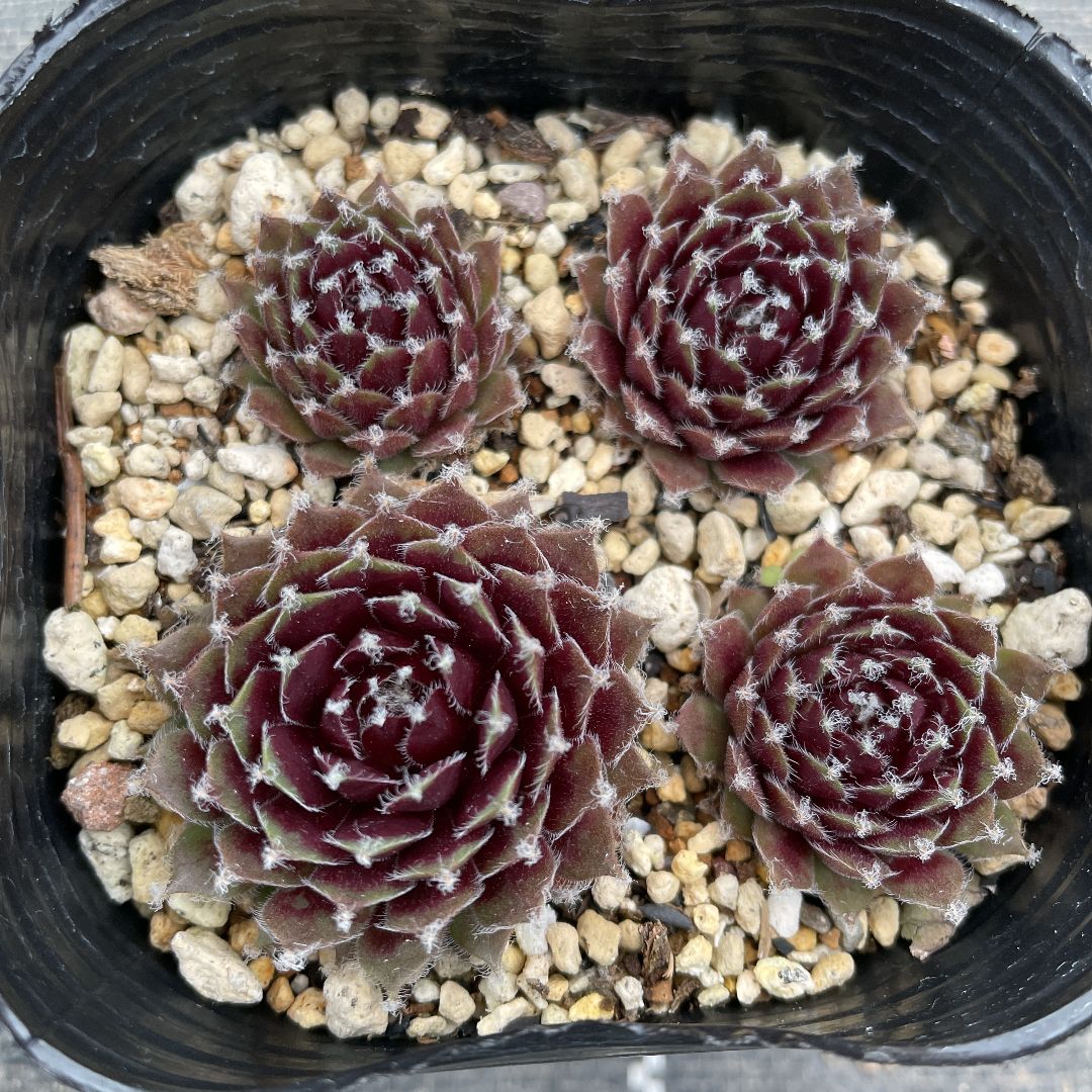 若葉 赤系名無し センペルビウム 多肉植物 抜き苗 根付き sold 多肉植物 抜き苗 元気苗 多肉植物 センペルビウムセット