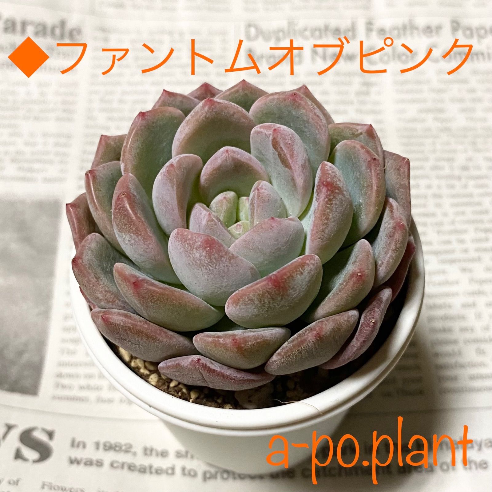 ピンクファントム *多肉植物 韓国苗 カット苗 ピンクファントム *多肉植物 韓国苗 カット苗