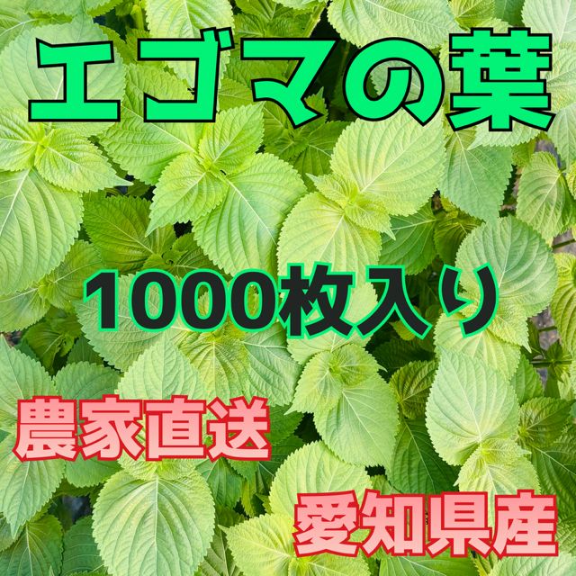 無農薬えごまの葉エゴマの葉1000枚 | 野菜/葉物 産直アウル 農家