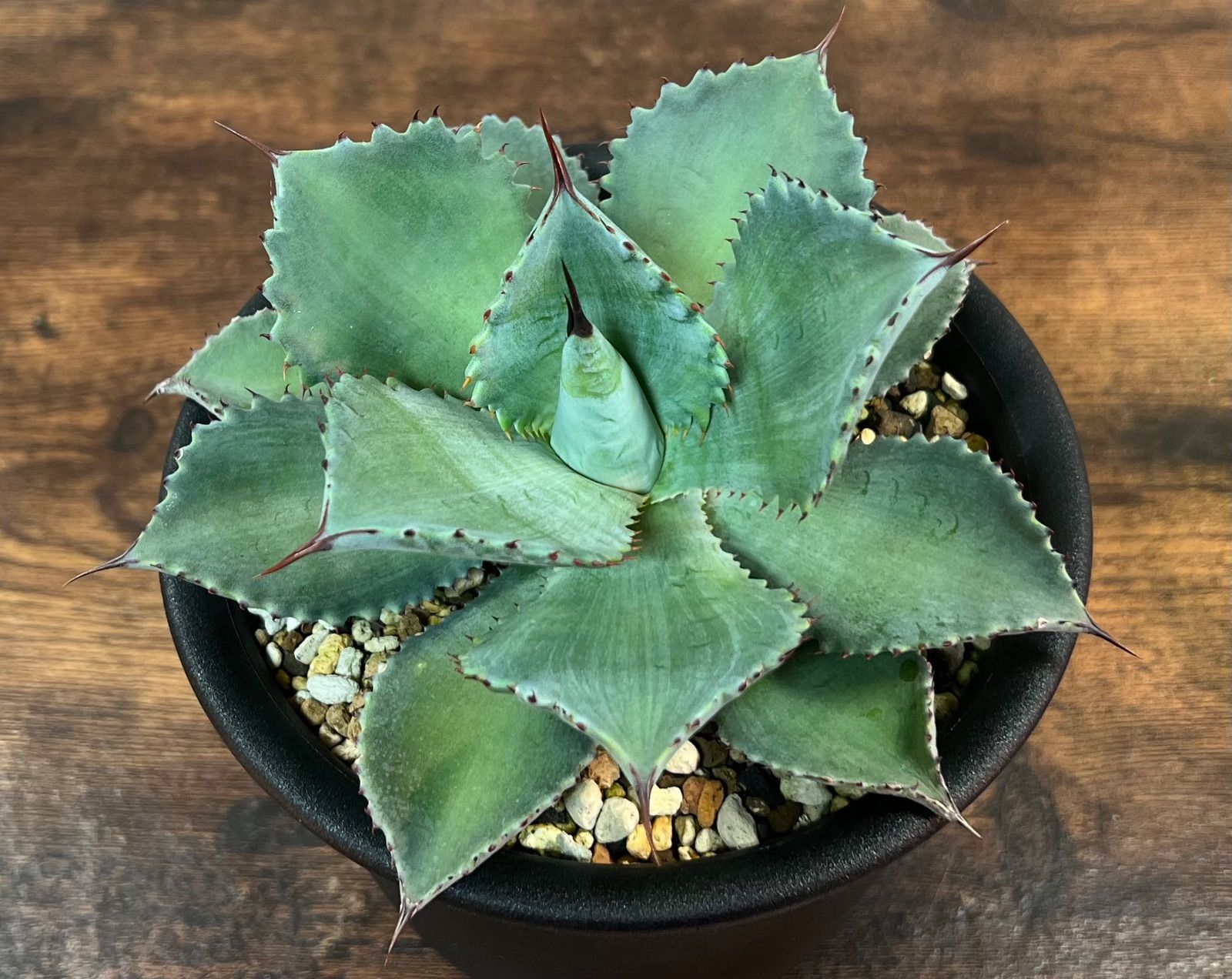 Agave seemanniana/アガベ シーマニアナ 18cm美株！ 発根済み 送料込み