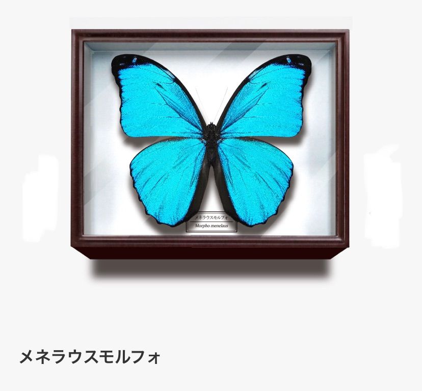 単品販売♯美しい蝶とドイツ箱マグネットコレクション1