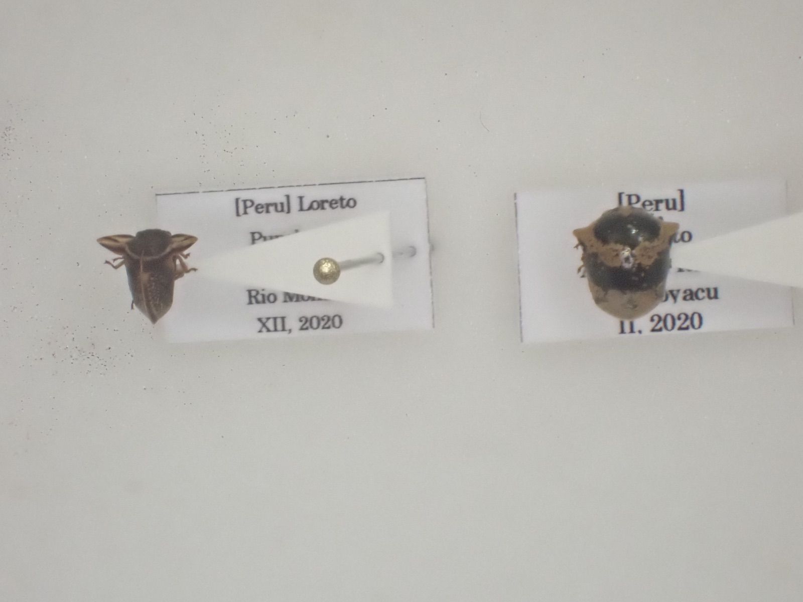 オーストラリアのトゲトゲのゾウムシ Acantholophus sp. 標本用品