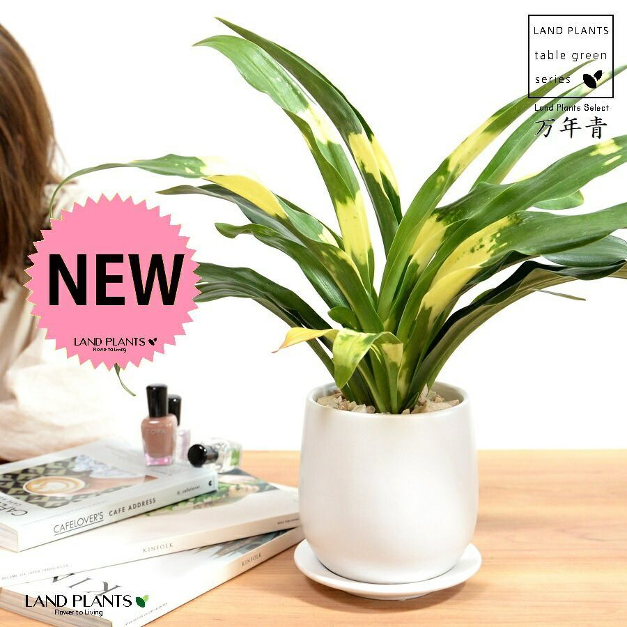 S261香合『一閑張冠香合』『鵬雲斎好』『仲野宗之』木製共箱茶道具