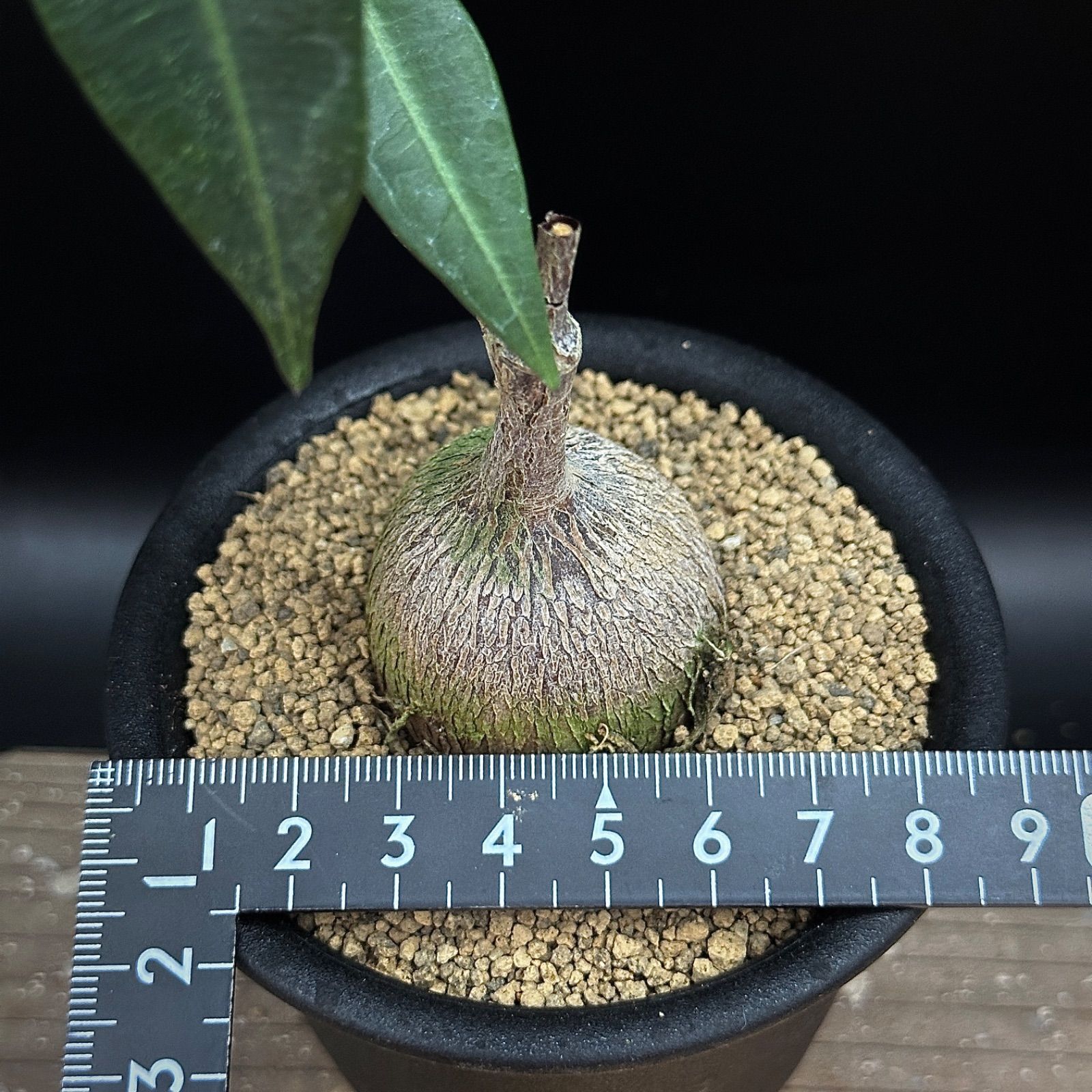 ペトペンチア ナタレンシス 実生 抜き苗で発送 - メルカリ