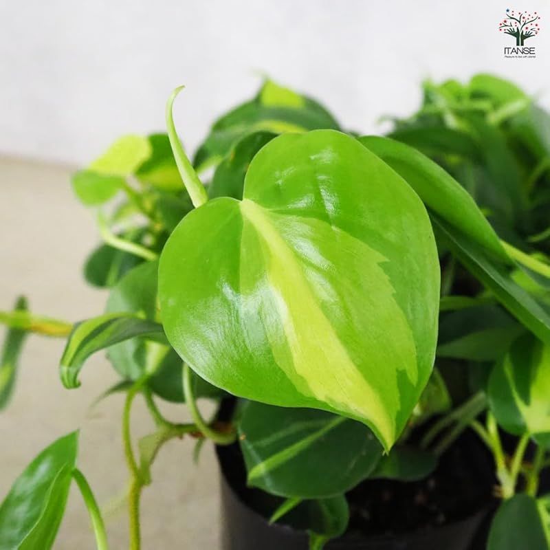 品種で選べる観葉植物 縦に入ったカラフルな斑が魅力