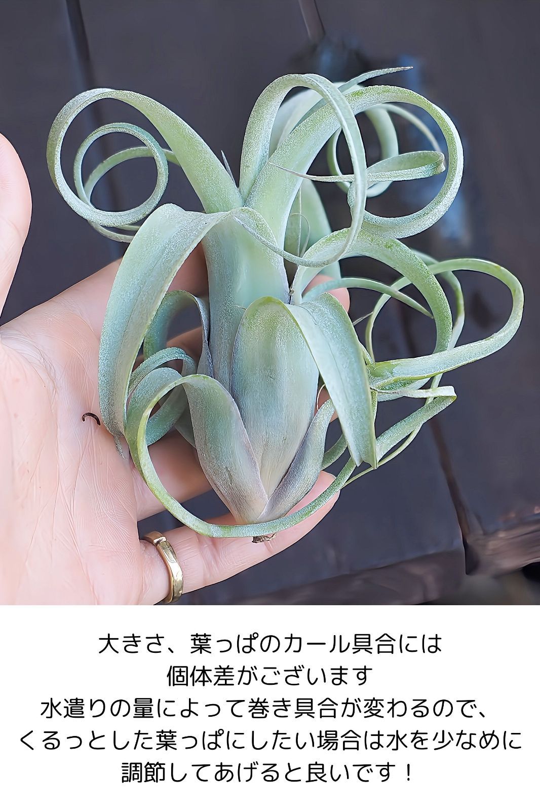 チランジア ロイテリ① (メルカリ便にてお届けします) Frontier Plants】オンラインストア6月24日販売予定約20種類の