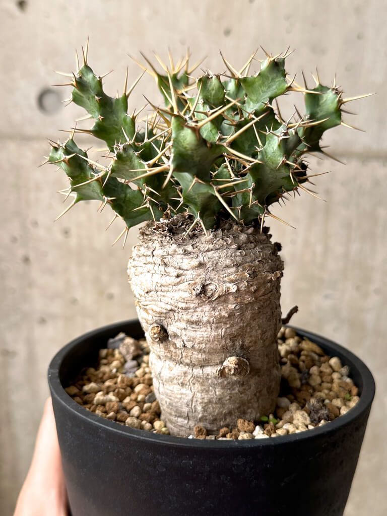 ユーフォルビア クラビゲラ Euphorbia clavigera クラビゲラ 発根済