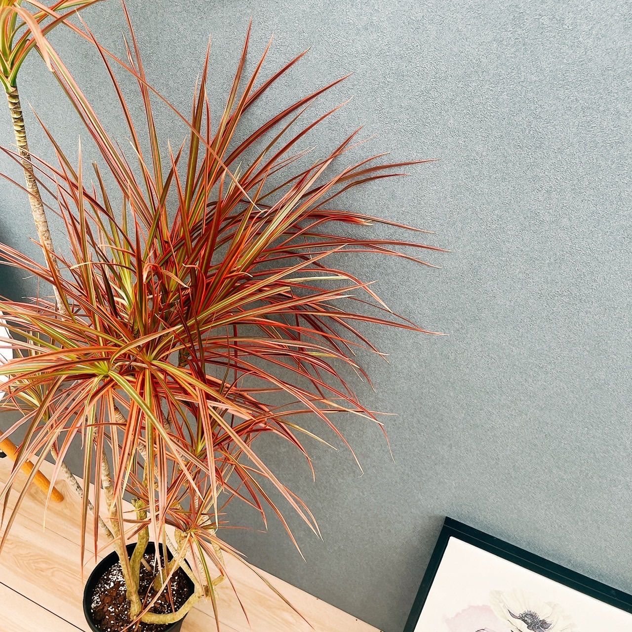 ［現品］18番　ドラセナ　コンシンネ　レインボー　観葉植物　室内　大型　7号 現品］18番 ドラセナ コンシンネ レインボー 観葉植物 室内 大型 7号