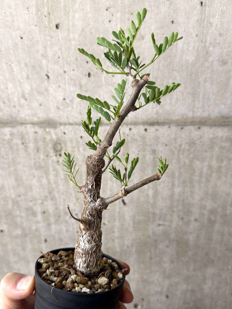 Senna メリディオナリス/ センナ meridionalis 4日目 meridionalis Senna メリディオナリス 実生チャレンジ記録センナ 実生　発根済 塊根植物・コーデックス
