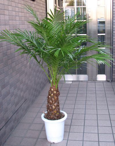 フェニックス ロベレニー （八号鉢）