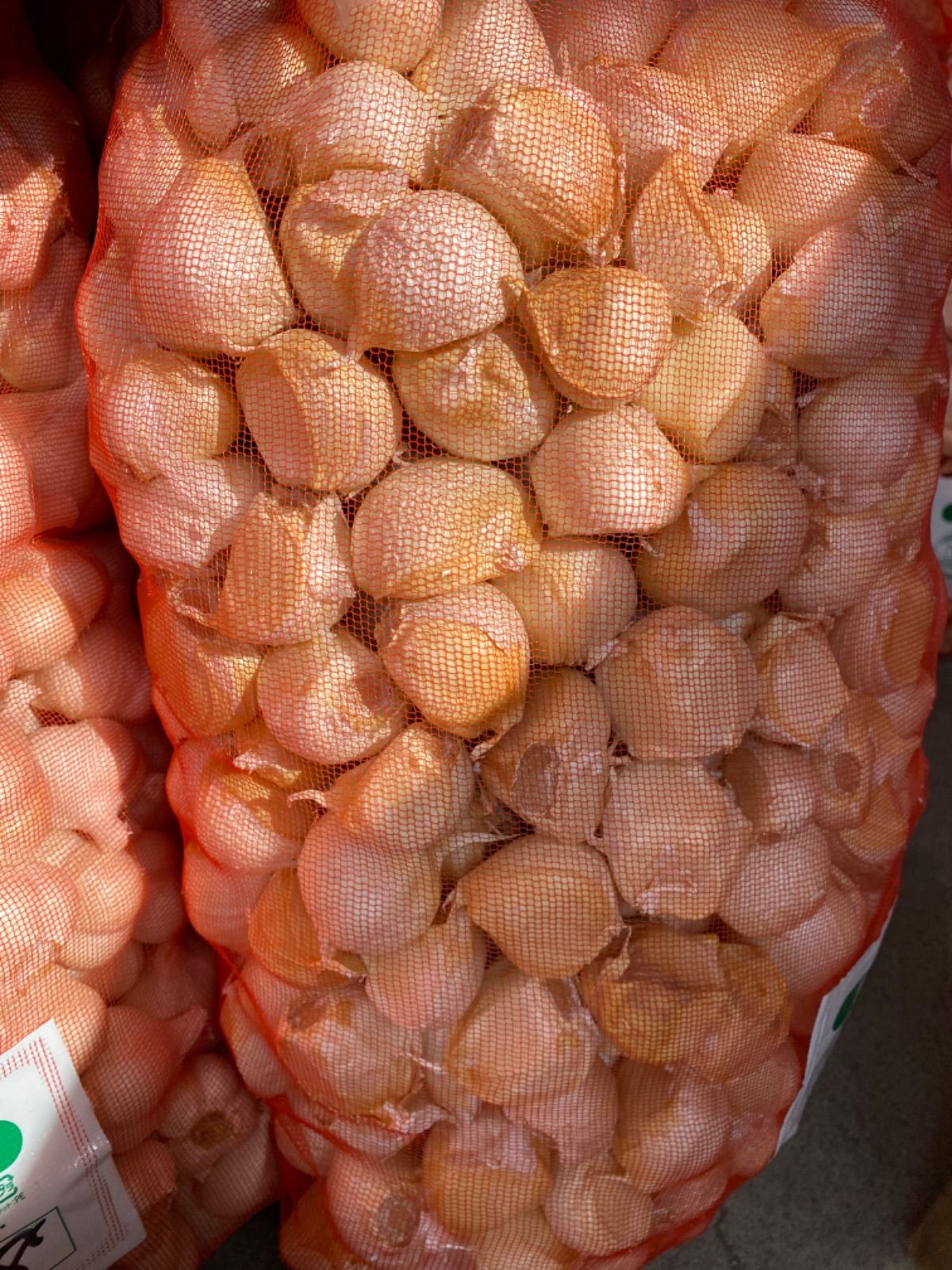 青森バラにんにく10Kg 大タネ可