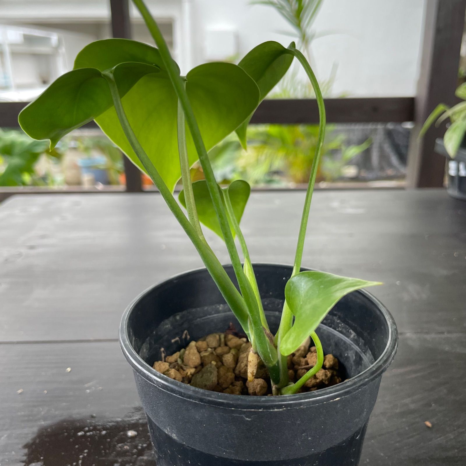 モンステラ　デリシオーサ　コンパクタ　Monstera deliciosa Compacta