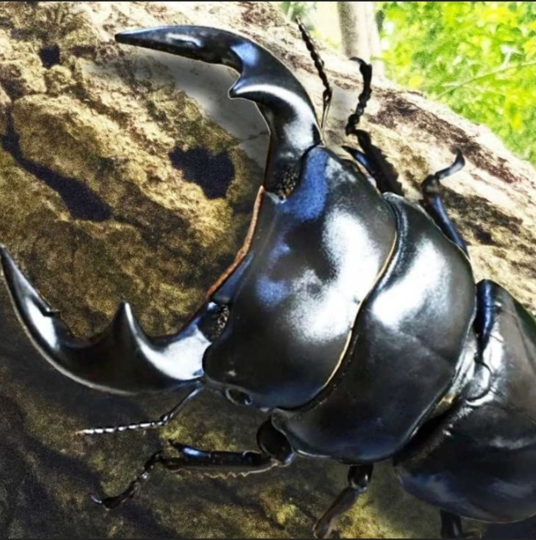クワガタ カブトムシが最も好む材です