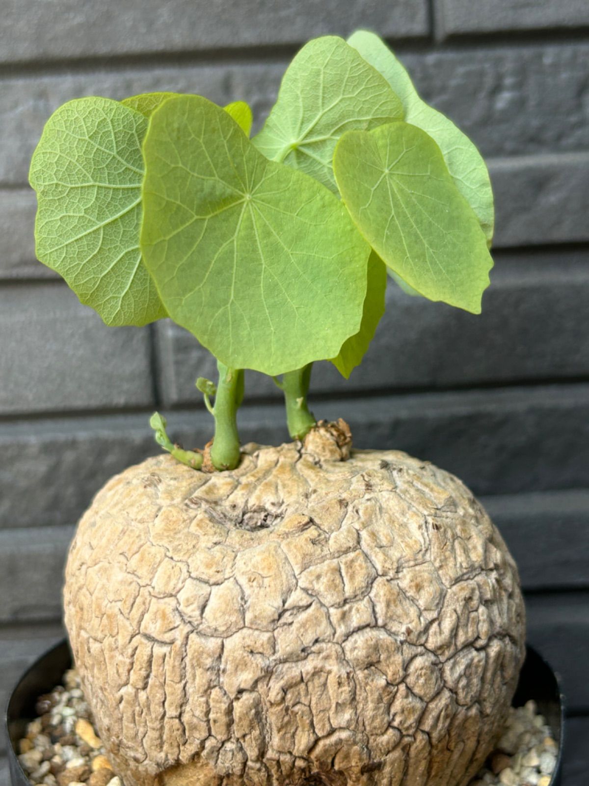 【美株/塊根植物】ステファニア スベローサ 発根済み ステファニア スベローサ 発根済 極美株/塊根植物】ステファニア