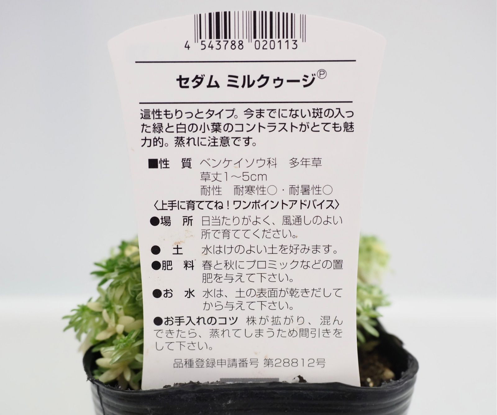 多肉植物 斑入りセダム ミルクゥージ 正規品ラベル付 抜き苗 【公式通販】