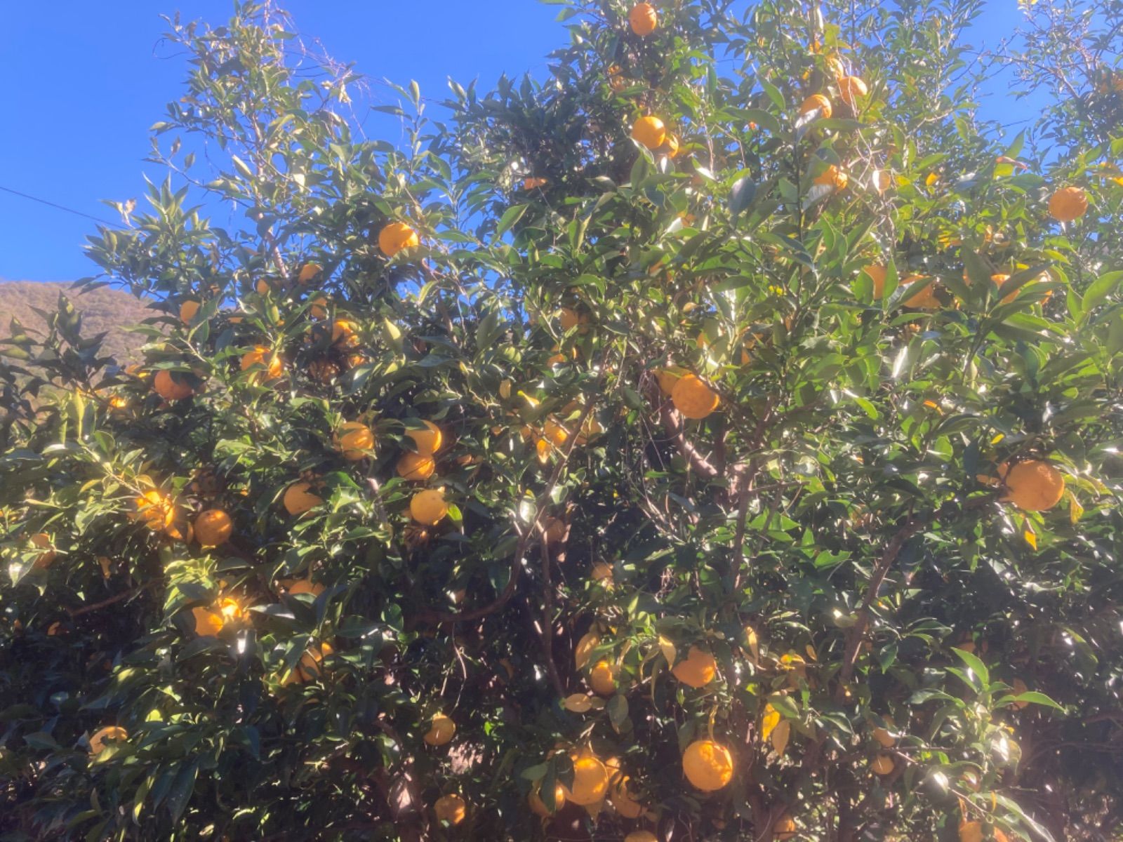 ショップ 高知県産 無農薬ゆず 20kg 自然栽培】高知県産 農薬不使用