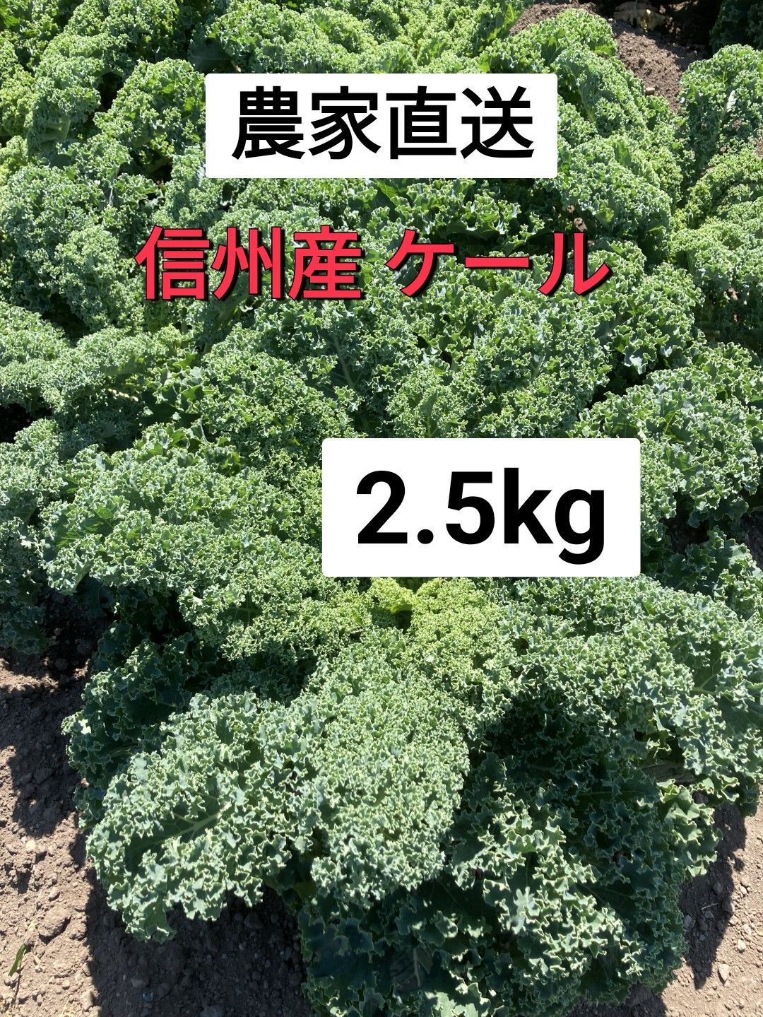 信州産サラダケール 2.5kg（クール便発送） - メルカリ