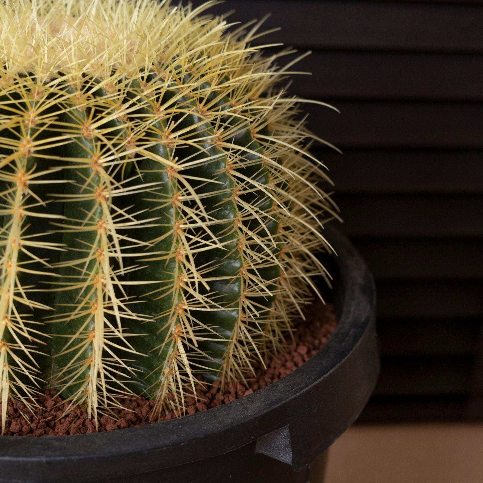 セール開催中⭐︎キンシャチ⭐︎金鯱12号⭐︎ 36cmセーナリー鉢 セール開催