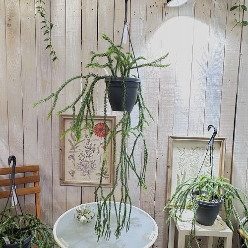 フペルジア SP 3号 吊り鉢 フペルジア SP 3号 吊り鉢 Huperzia HangHong フペルジア 吊り鉢