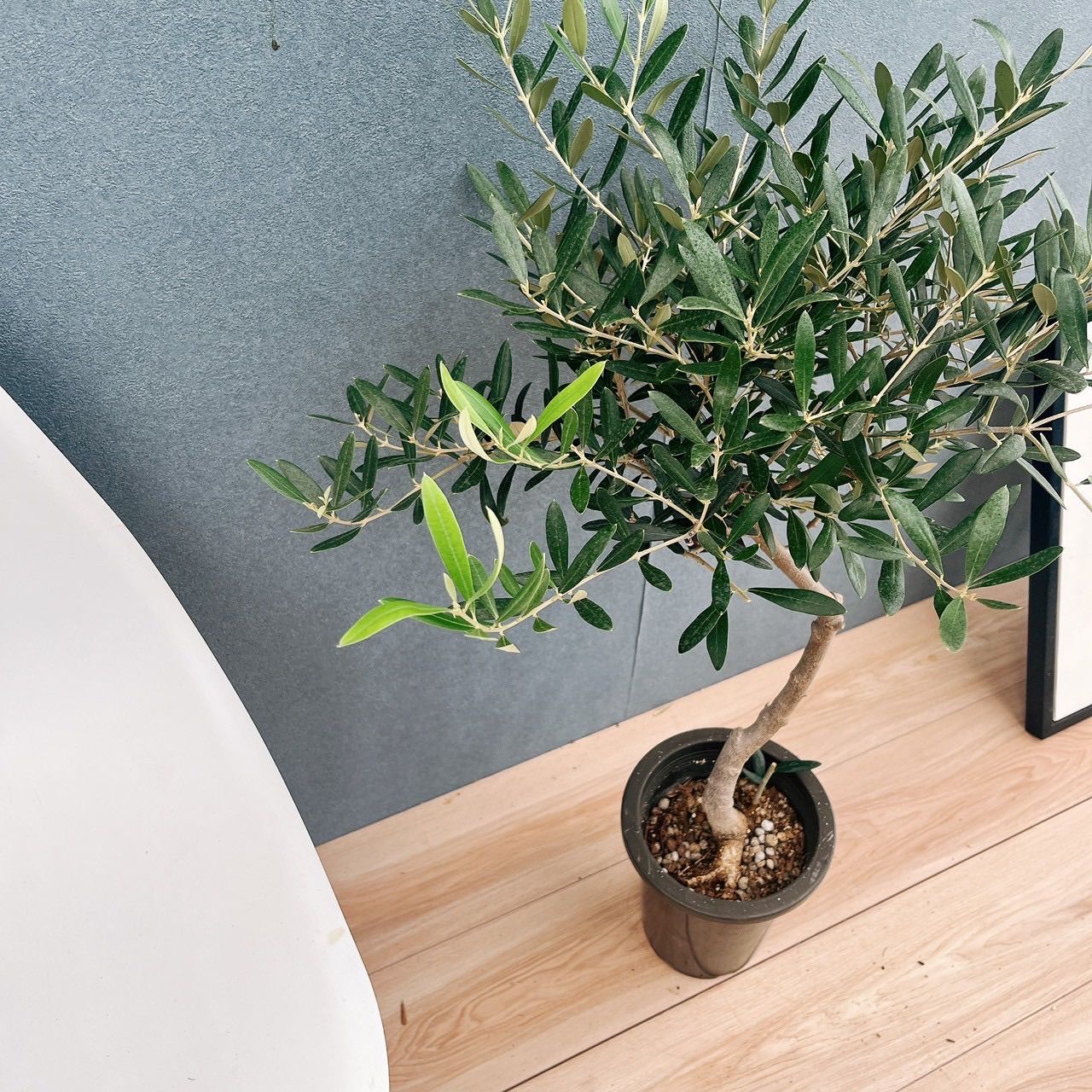 創樹　オリーブ　ネバディロブランコ　15 914b6fbabb49a114ccbb004262ab4b