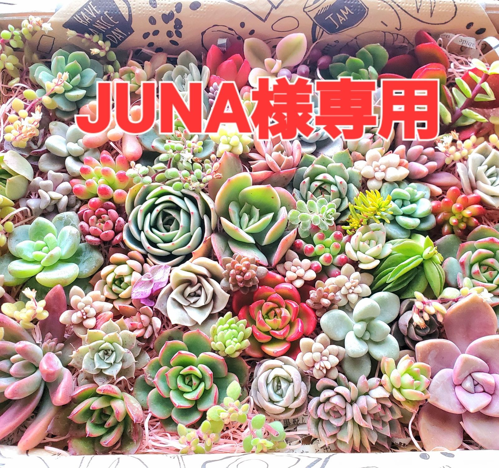 JUNA様専用 多肉植物 カット苗 詰め合わせDX☆A☆ - メルカリ