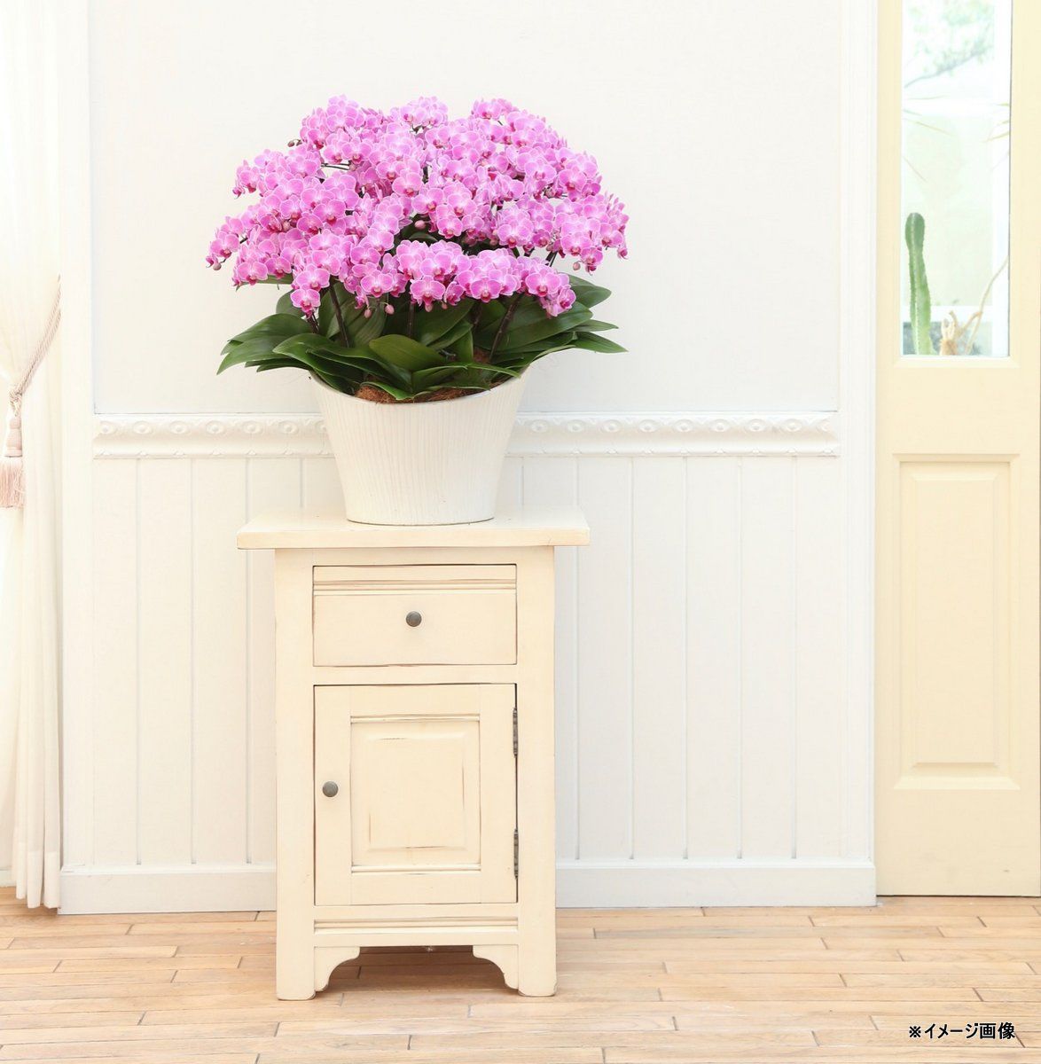 BOUQUET.様確認用 ミディ胡蝶蘭 ピンク色胡蝶蘭 3本立ち ドレスボックス付き（こちょう