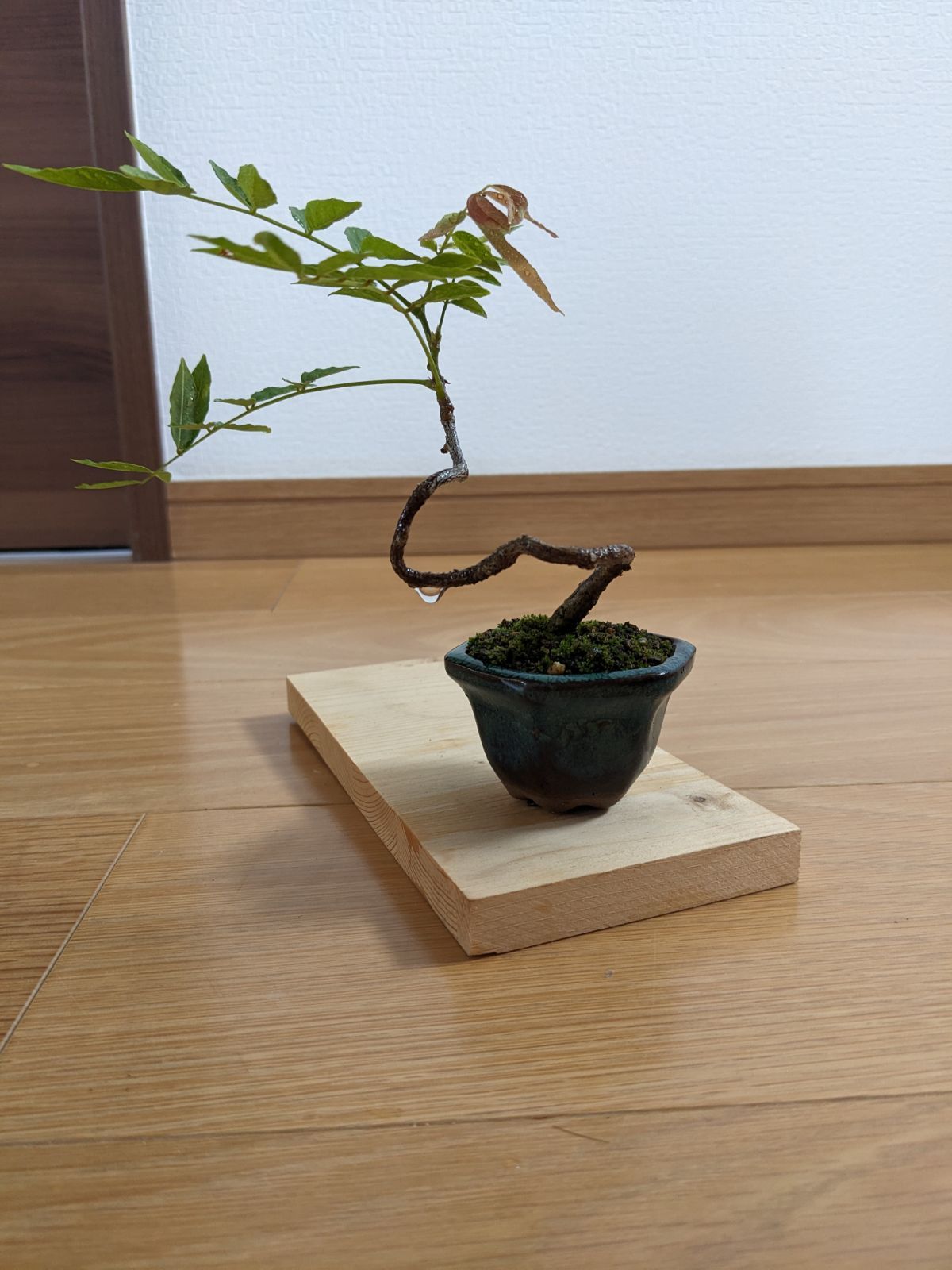 ブーゲンビリア盆栽　 らくらくメルカリ便発送‼️ ブーゲンビリアNo857 らくらくメルカリ便発送‼️