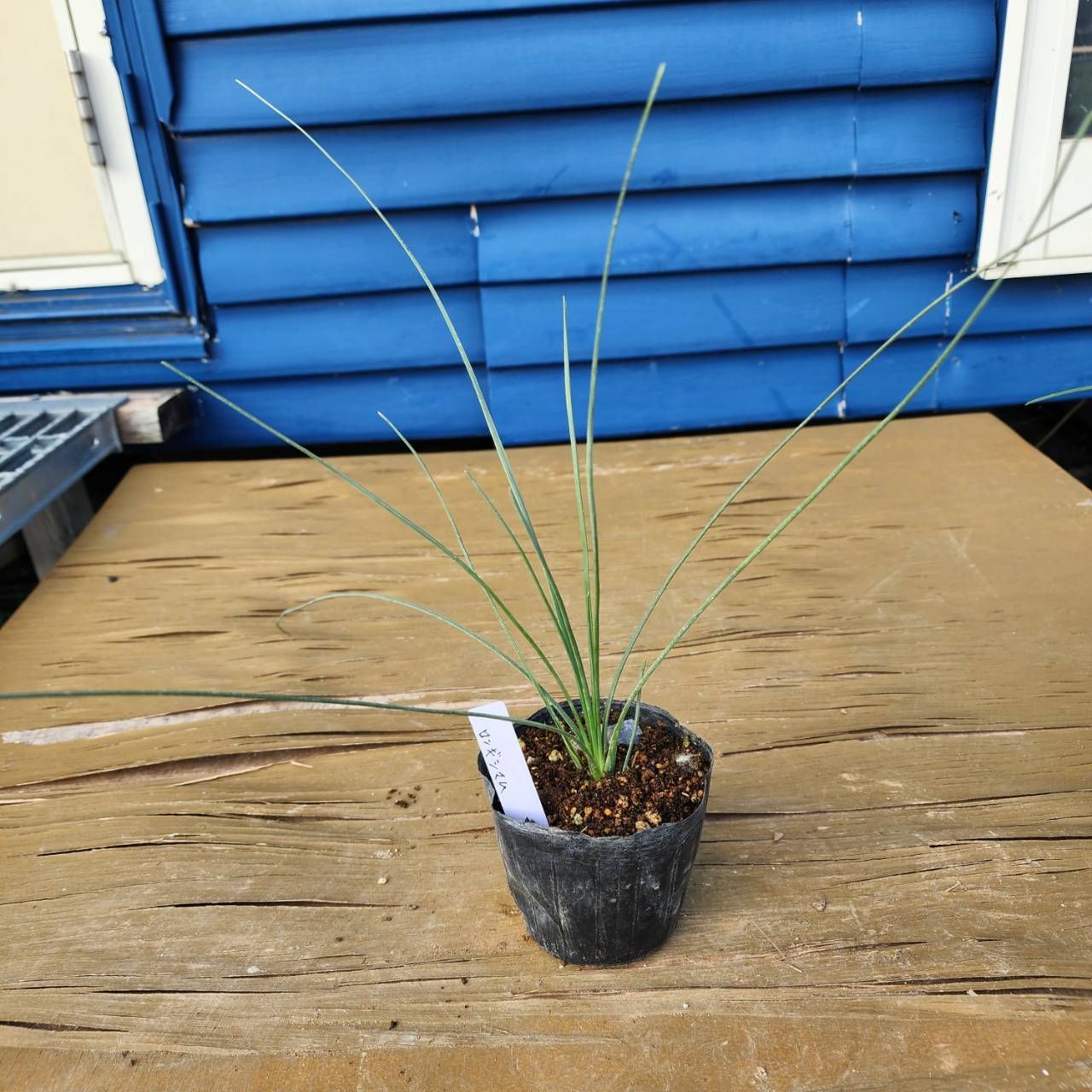 ダシリリオン ロンギシマム 2苗 鉢のまま発送 ダシリリオン