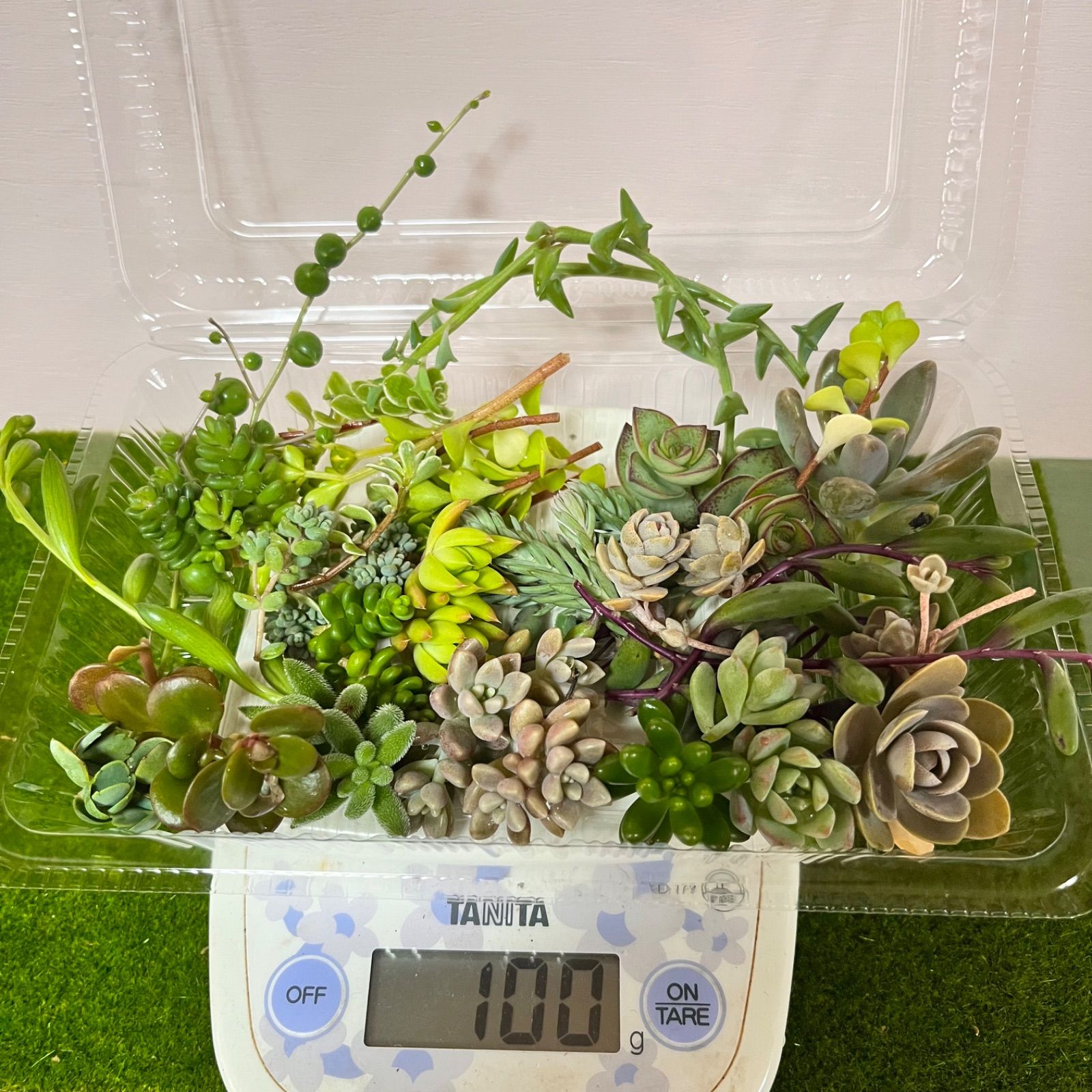 85%OFF!】 〜そのまま飾れる〜多肉植物寄せ植え 樹脂粘土レジン 粘土