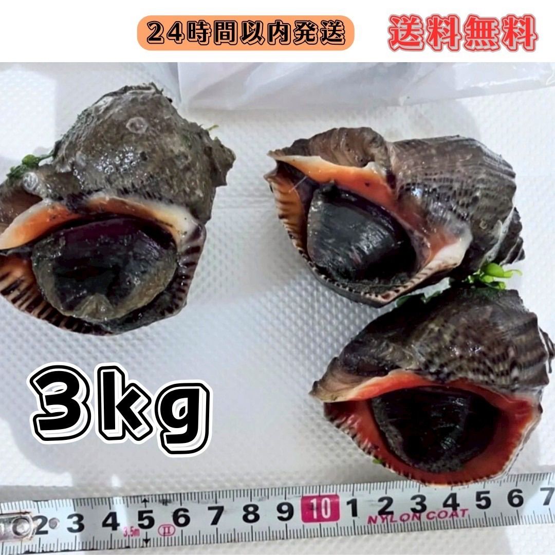送料無料】冷凍アカニシ貝3.0kg 石鯛 イシガキダイ 黒鯛 釣り餌