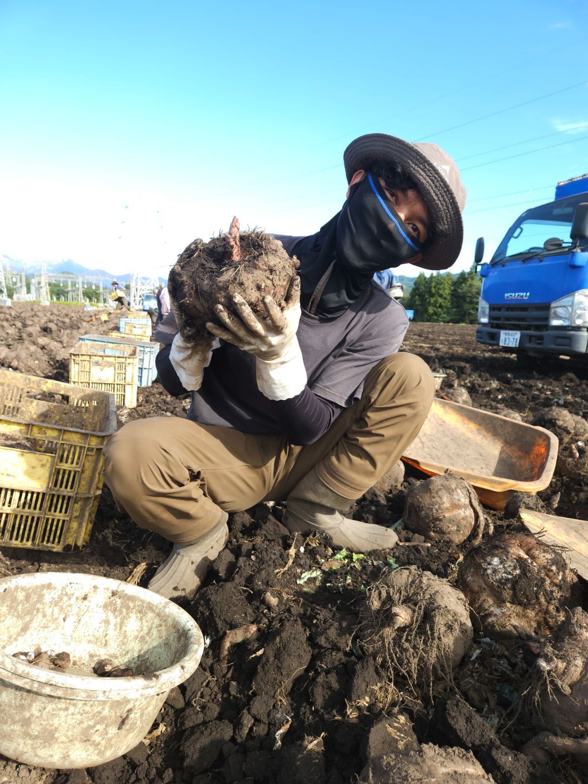 こんにゃく芋10キロ　農家直送　みやままさり