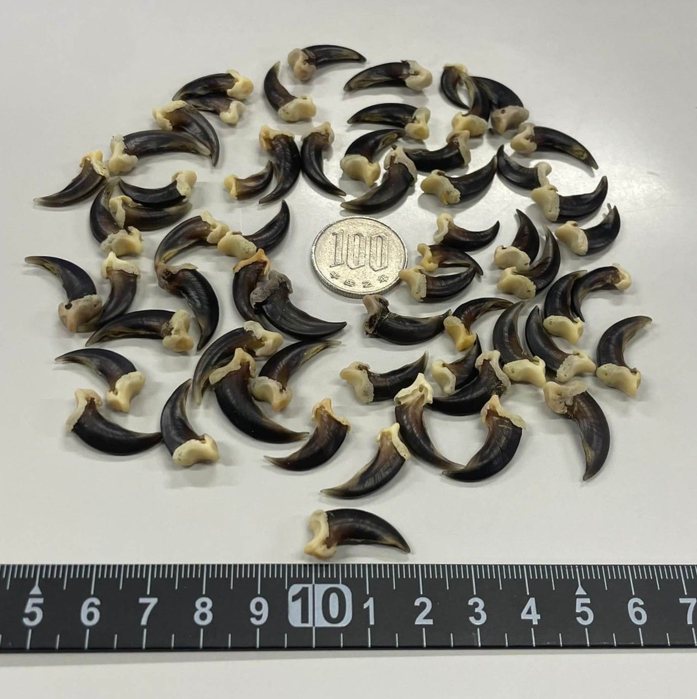 コヨーテ　coyote　爪（ブラック）20本セット コヨーテ coyote 爪 20本セット（ブラック） 【公式通販】