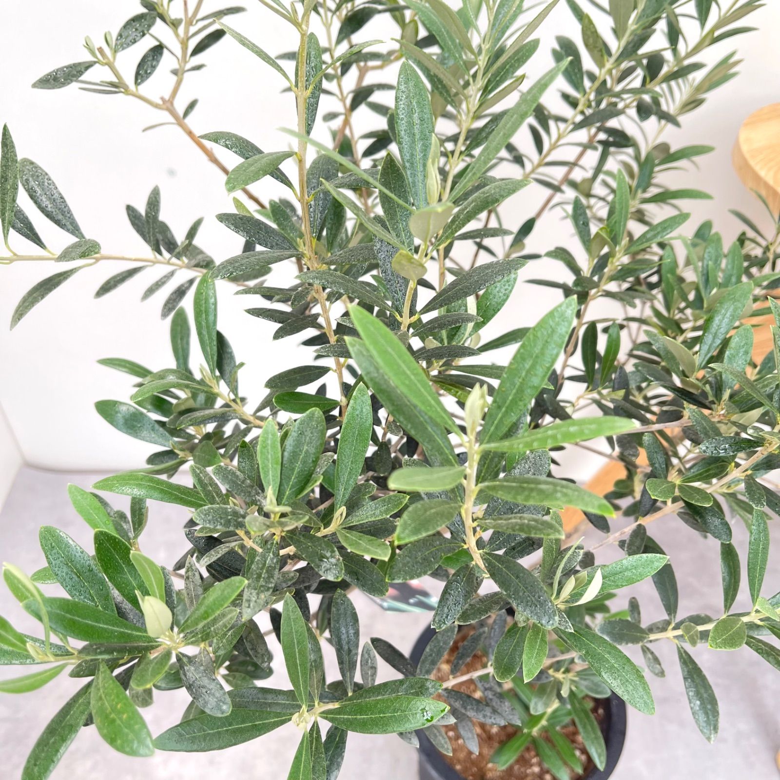 オリーブ マンザニロ 30【現品】観葉植物 創樹 SOUJU 7号 - メルカリ