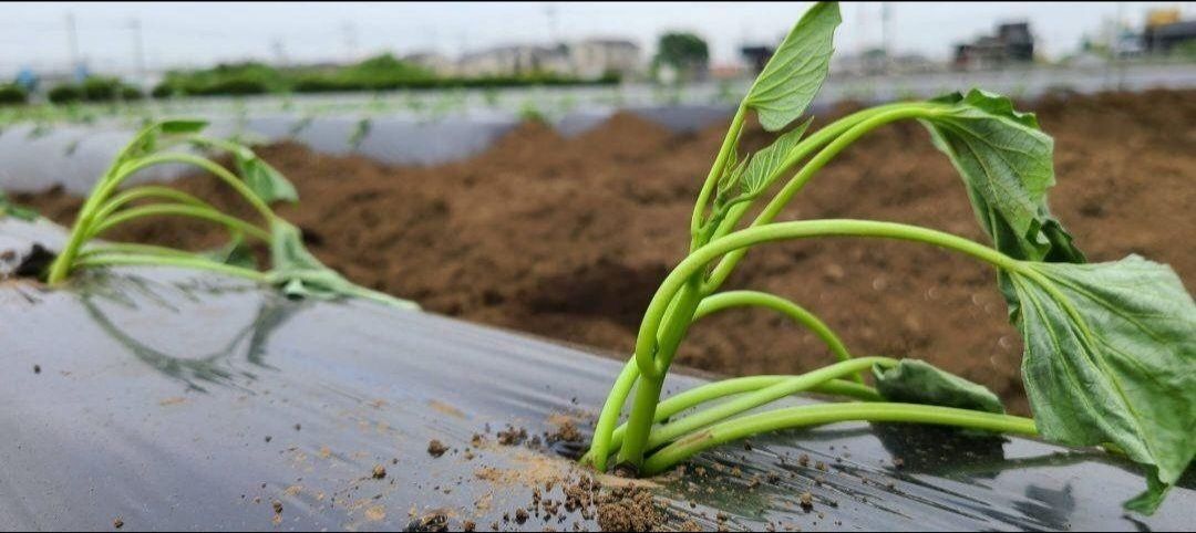 ☆さつまいも苗 紅はるか【700本】☆ 予約受付中】紅はるか苗☆ウイルス