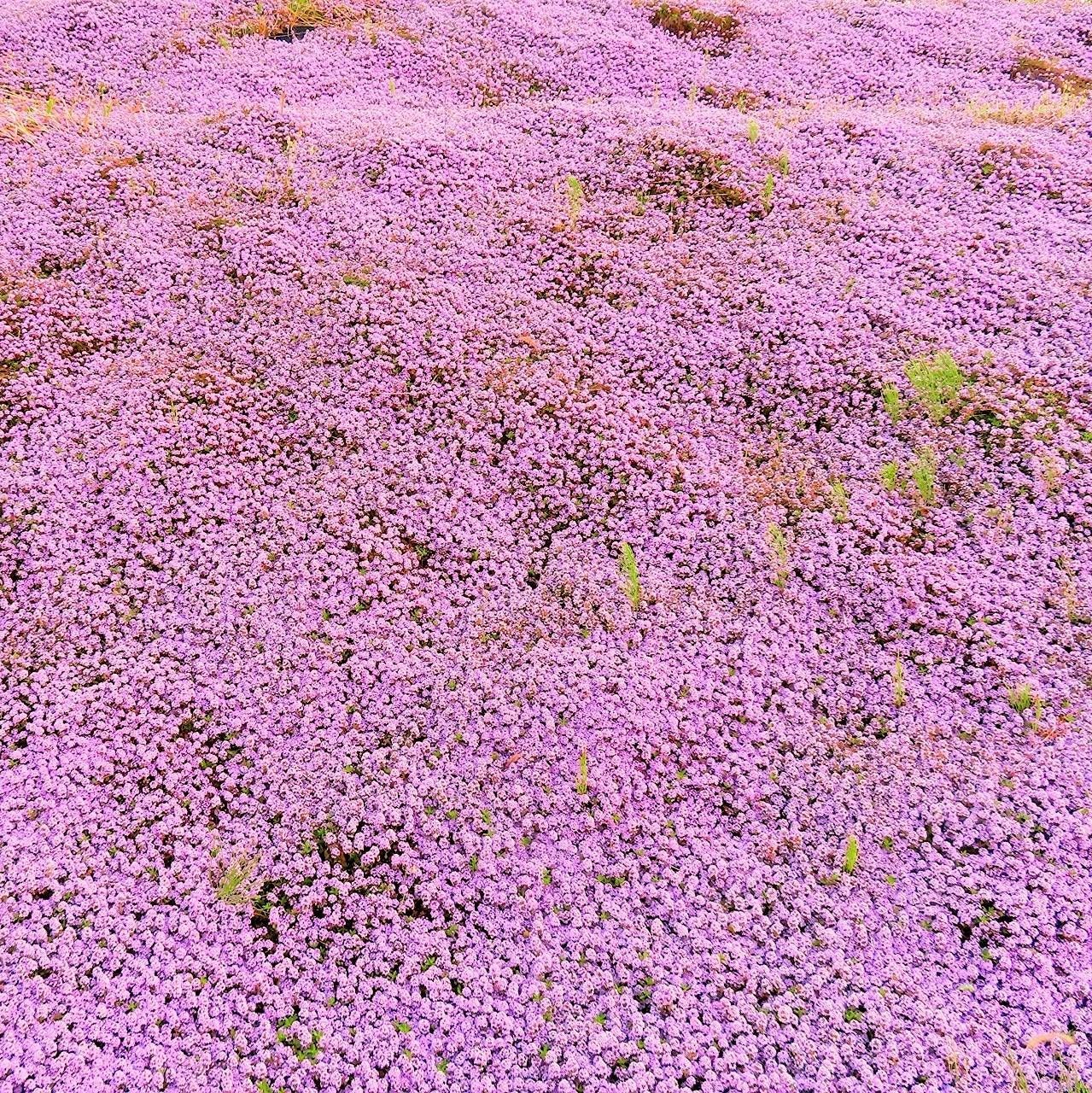 ハーブの種】クリーピングタイム 花の種子 約300粒！多年草 - メルカリ