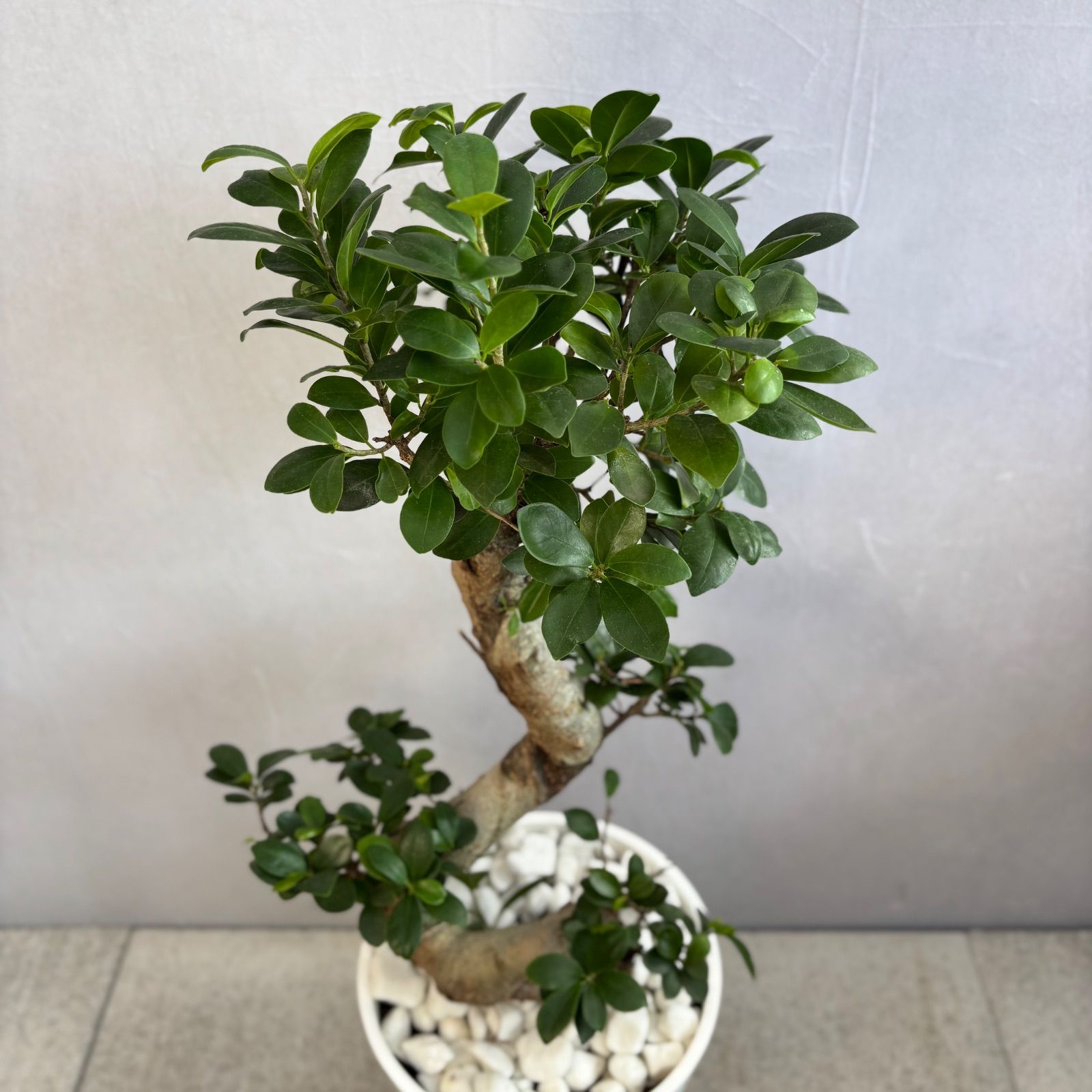 縁起物 人気の昇り龍ガジュマル 曲がり ８号 ガジュマル 観葉植物 曲がり 8号鉢苗 大型 盆栽 登り樹 昇り竜